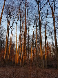 Bare trees in forest