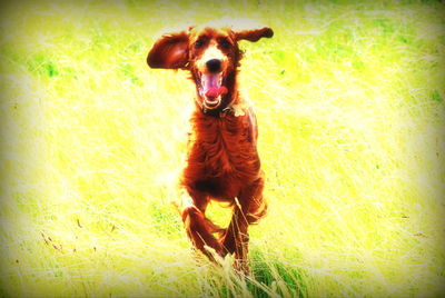 Portrait of dog on field