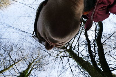 Close-up of hand feeding horse against bare trees