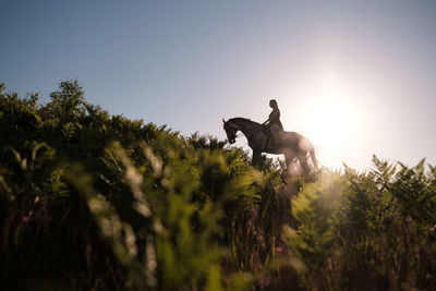 Low angle view of two horses against sky