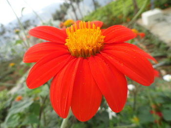 Close-up of red flower