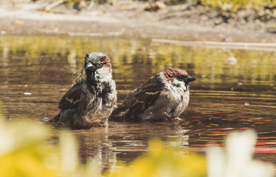 Close-up of birds perching on lake