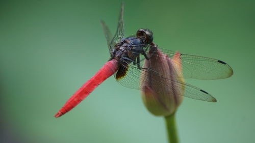 Close-up of dragonfly on plant