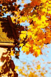 Low angle view of flowering plant against sky during autumn