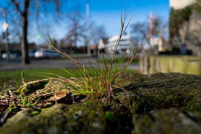 Close-up of grass growing on field