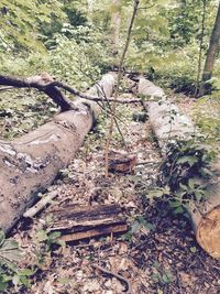 Plants growing on tree trunk