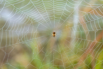 spider web