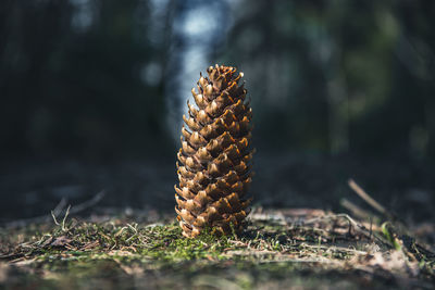 Close-up of pine cone on field