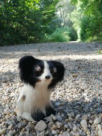 Portrait of cute dog sitting on pebbles