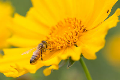 Close-up of bee on yellow flower