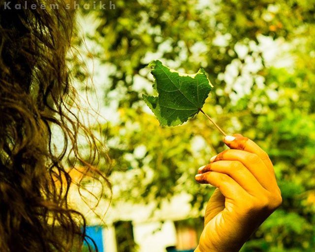 person, focus on foreground, leaf, tree, holding, growth, close-up, part of, cropped, nature, green color, human finger, unrecognizable person, lifestyles, plant, autumn, leisure activity