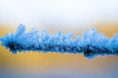 Close-up of snow covered tree against sky during winter