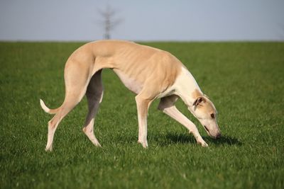 Horse standing on field