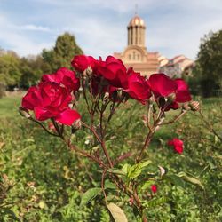 Close-up of red flowers blooming against sky