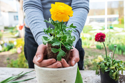 Midsection of woman holding potted plant