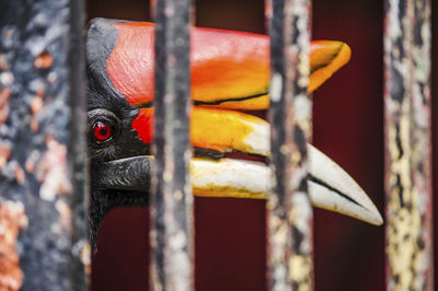 Close-up of rhinoceros hornbill seen through metals at zoo