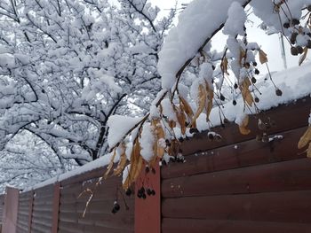 Close-up of snow covered tree during winter