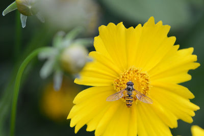 Close-up of insect pollinating on yellow cosmos flower blooming outdoors