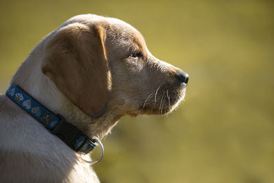 Young golden retriever puppy playing outdoors