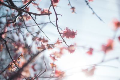 Close-up of apple blossoms in spring