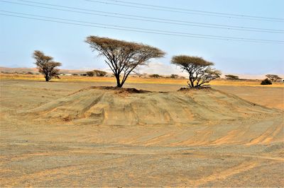 Trees on sand dune in desert against clear sky