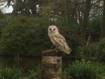 Bird perching on tree