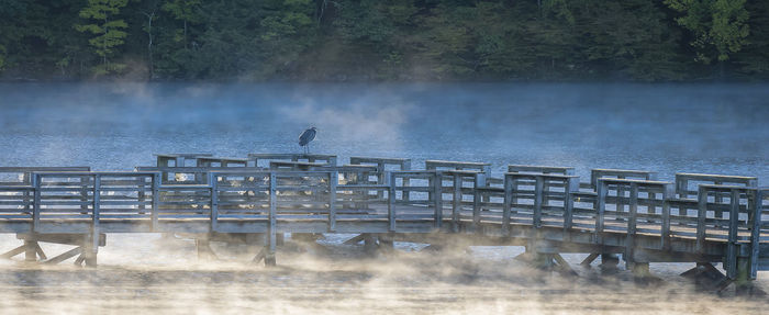 Portrait of a heron on a dock on harrison bay, chattanooga, tennessee