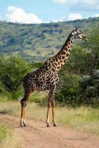 Giraffe standing on a land