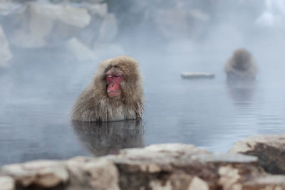 Monkey looking away on rock in lake