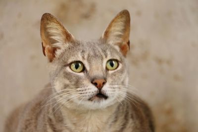 Close-up portrait of cat