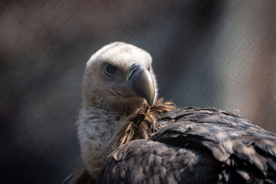 Close-up of a bird