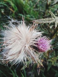 Close-up of dandelion flower