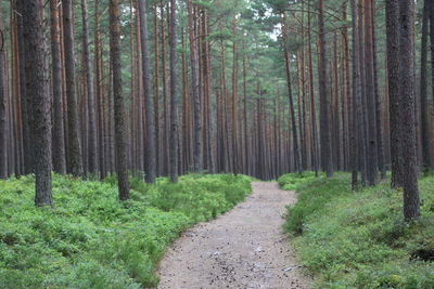 Trees in forest