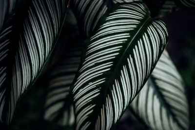 Close-up of palm leaves