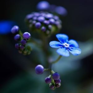 Close-up of purple flowering plants