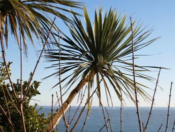 Low angle view of palm trees