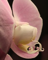 Close-up of pink rose blooming outdoors