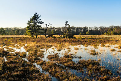 Trees on field against clear sky