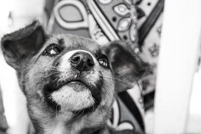 Close-up portrait of dog