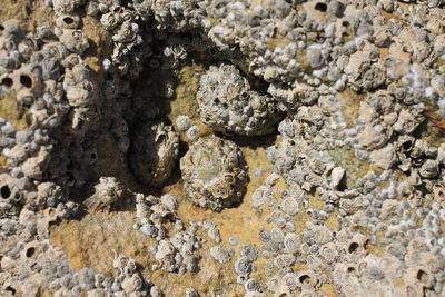 Full frame shot of stone wall