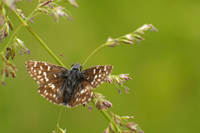 Butterfly pollinating flower