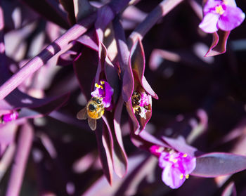 Close-up of purple flowers