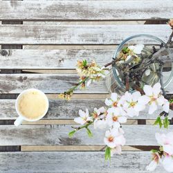 Close-up of white flowers