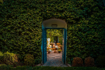 Entrance of trees and plants