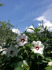 Close-up of white flowering plant