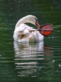 Swans swimming in lake