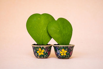 Two hoya kerri leaves on the beautiful small cups