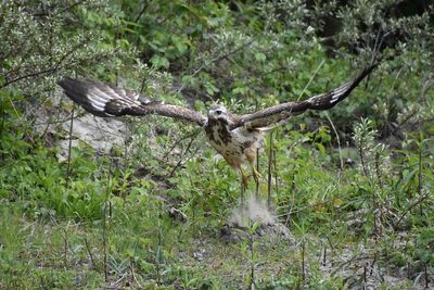 Close-up of eagle flying against trees