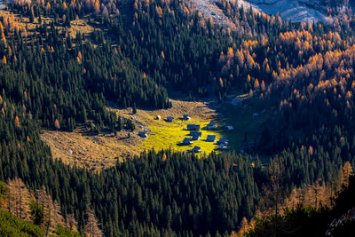 Scenic view of pine trees in forest