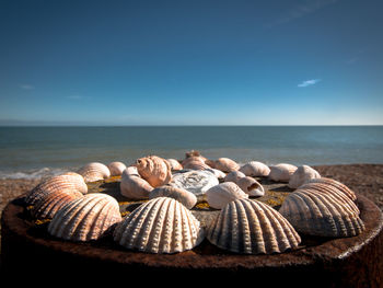 Close-up of seashells arranged on rusty metal at beach